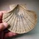 PLIOCENE FOSSIL BIVALVE - 3-4 million years old - Kallo, Belgium