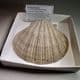 PLIOCENE FOSSIL BIVALVE - 3-4 million years old - Kallo, Belgium