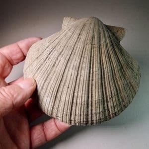 PLIOCENE FOSSIL BIVALVE - 3-4 million years old - Kallo, Belgium