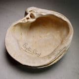 PLIOCENE FOSSIL BIVALVE - 4 million years old - Coralline Crag - Boyton, Suffolk