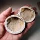 PLIOCENE FOSSIL BIVALVES (GLYCYMERIS) - 3 -4 million years old - Kallo, Belgium