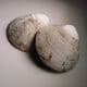 PLIOCENE FOSSIL BIVALVES (GLYCYMERIS) - 3 -4 million years old - Kallo, Belgium