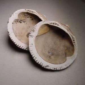 PLIOCENE FOSSIL BIVALVES (GLYCYMERIS) - 3 -4 million years old - Kallo, Belgium