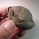 PLIOCENE FOSSIL BRACHIOPOD - 3-4 million years old - Kallo, Belgium