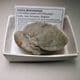 PLIOCENE FOSSIL BRACHIOPOD - 3-4 million years old - Kallo, Belgium