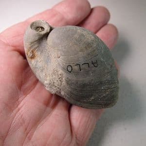 PLIOCENE FOSSIL BRACHIOPOD - 3-4 million years old - Kallo, Belgium