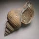 PLIOCENE FOSSIL LEFT-HANDED WHELK - 3-4 million years old - Kallo, Belgium