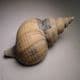 PLIOCENE FOSSIL LEFT-HANDED WHELK - 3-4 million years old - Kallo, Belgium