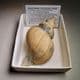 PLIOCENE FOSSIL LEFT-HANDED WHELK - 3-4 million years old - Kallo, Belgium