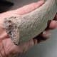 PLIOSAUR RIB BONE  - 160 million years old - Oxford Clay, Bedfordshire