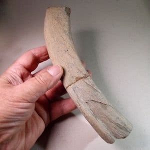 PLIOSAUR RIB BONE  - 160 million years old - Oxford Clay, Bedfordshire