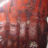 PRECAMBRIAN STROMATOLITE (CUT AND POLISHED SLICE) - Minnesota, USA (archive)