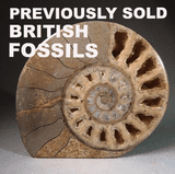 PREVIOUSLY SOLD BRITISH FOSSILS AND RELATED ITEMS