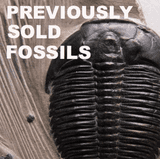 PREVIOUSLY SOLD FOSSILS AND RELATED ITEMS FROM AROUND THE WORLD