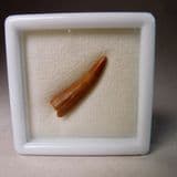 PTEROSAUR TOOTH (CRETACEOUS)   -  95 million years old   -  Morocco