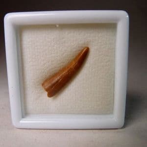 PTEROSAUR TOOTH (CRETACEOUS) - 95 million years old - Morocco