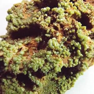 PYROMORPHITE-MIMETITE CRYSTALS - Driggith Mine, Cumbria