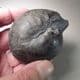 RARE CRETACEOUS AMMONITE  - 135 million years old  -  Germany