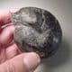 RARE CRETACEOUS AMMONITE  - 135 million years old  -  Germany