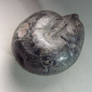 RARE CRETACEOUS AMMONITE  - 135 million years old  -  Germany