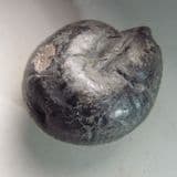 RARE CRETACEOUS AMMONITE - 135 million years old - Germany