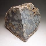 RARE ESSEX FOSSILISED WOOD CONTAINING SHIPWORM BORINGS - 50 million years old - High Ongar, Essex