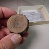 RARE VERTEBRA OF FOSSIL SHARK - Isle of Sheppey, Kent