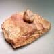 RED CHALK BRACHIOPOD  - 100 million years old  -  Hunstanton, Norfolk