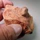 RED CHALK BRACHIOPOD  - 100 million years old  -  Hunstanton, Norfolk