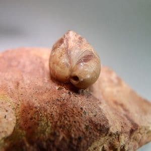 RED CHALK BRACHIOPOD - 100 million years old - Hunstanton, Norfolk