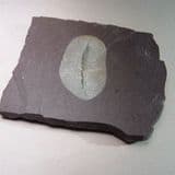 REDUCTION SPOT IN WELSH SLATE - North Wales