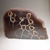 REMARKABLE IRONSTONE CONCRETION WITH FOSSIL 'HEART COCKLES'