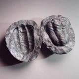 REPLICA OF A FOSSIL TRILOBITE PRESERVED IN A NODULE