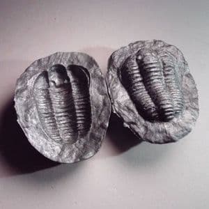 REPLICA OF A FOSSIL TRILOBITE PRESERVED IN A NODULE