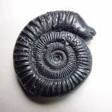 REPLICA OF A VICTORIAN 'SNAKESTONE' FROM WHITBY, YORKSHIRE