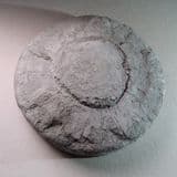 REPLICA OF ICHTHYOSAUR SCLEROTIC RING (Second hand item - boxed and relabelled)