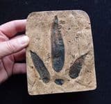 REPLICA OF THE FOOTPRINT OF A JURASSIC MEAT-EATING DINOSAUR - Oxfordshire