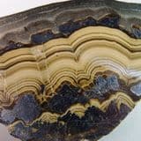 Schalenblende - Poland