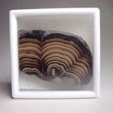 SCHALENBLENDE (SMALL SLICE) - Poland