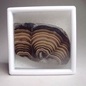 SCHALENBLENDE (SMALL SLICE) - Poland