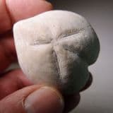 SEA URCHIN (ECHINOID) FROM THE CHALK - 80 million years old - Dover, Kent