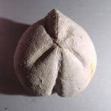 SEA URCHIN (ECHINOID) FROM THE CHALK - 80 million years old - Purfleet, Essex