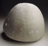 SEA URCHIN (ECHINOID) FROM THE CHALK (ECHINOCORYS) - 80 million years old - Kent