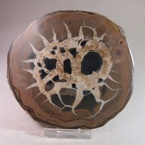 SEPTARIA (CUT AND POLISHED HALF) - Atlas Mountains, Morocco