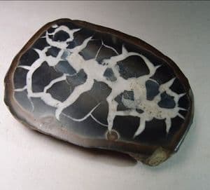 SEPTARIA (CUT AND POLISHED HALF)  - Atlas Mountains,  Morocco