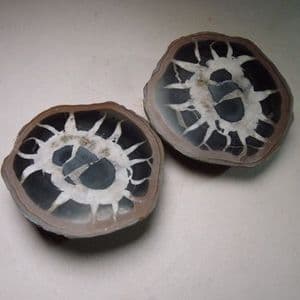 SEPTARIA - cut in half and polished - Atlas Mountains, Morocco