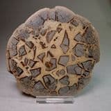 SEPTARIA (POLISHED HALF OF A NODULE) - Norfolk