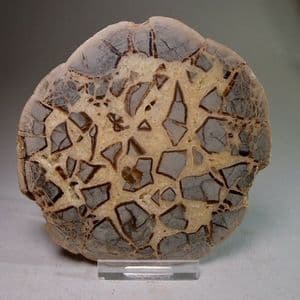 SEPTARIA (POLISHED HALF OF A NODULE) - Norfolk
