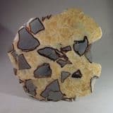 SEPTARIA (POLISHED SECTION OF A NODULE) - Norfolk