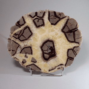 SEPTARIA (SECTION OF A VERY LARGE WHOLE NODULE) - Norfolk